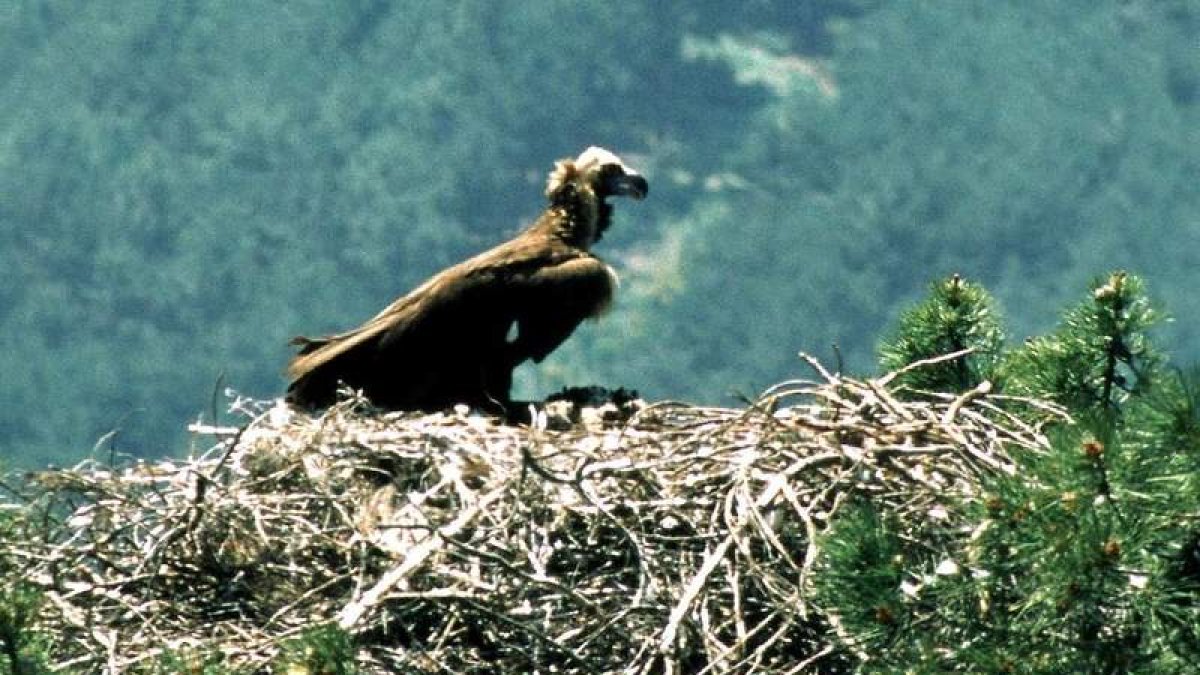 Un buitre negro en su nido. en la provincia de Ávila. JOSÉ RAMÓN SAN SEBASTIÄN