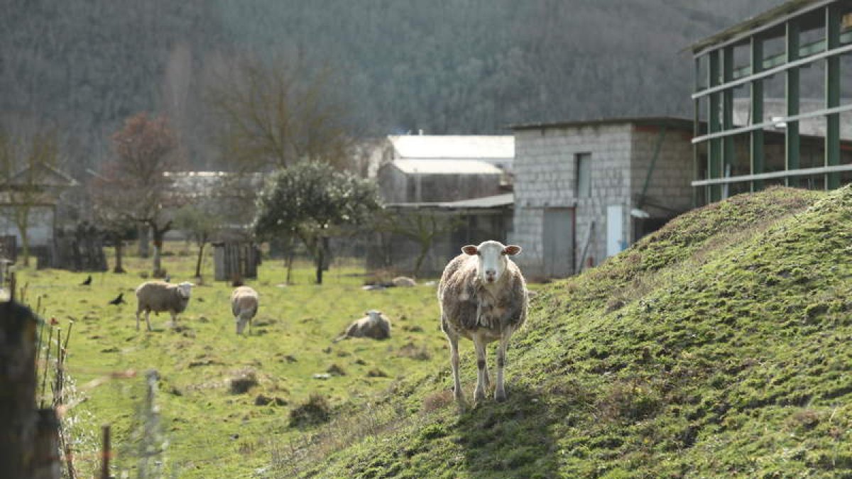 Las ovejas, ya sin crías, en la finca de Villadepalos en la que se produjo el robo. L. DE LA MATA