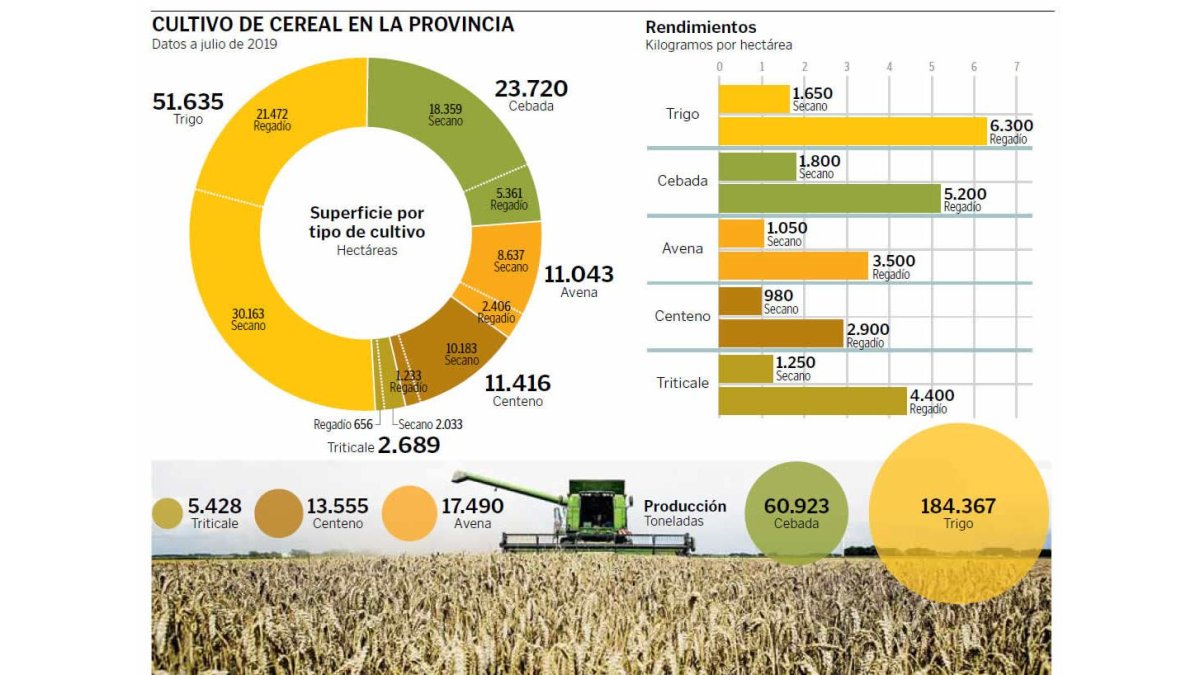 Cultivo de cereal en la provincia - julio 2019