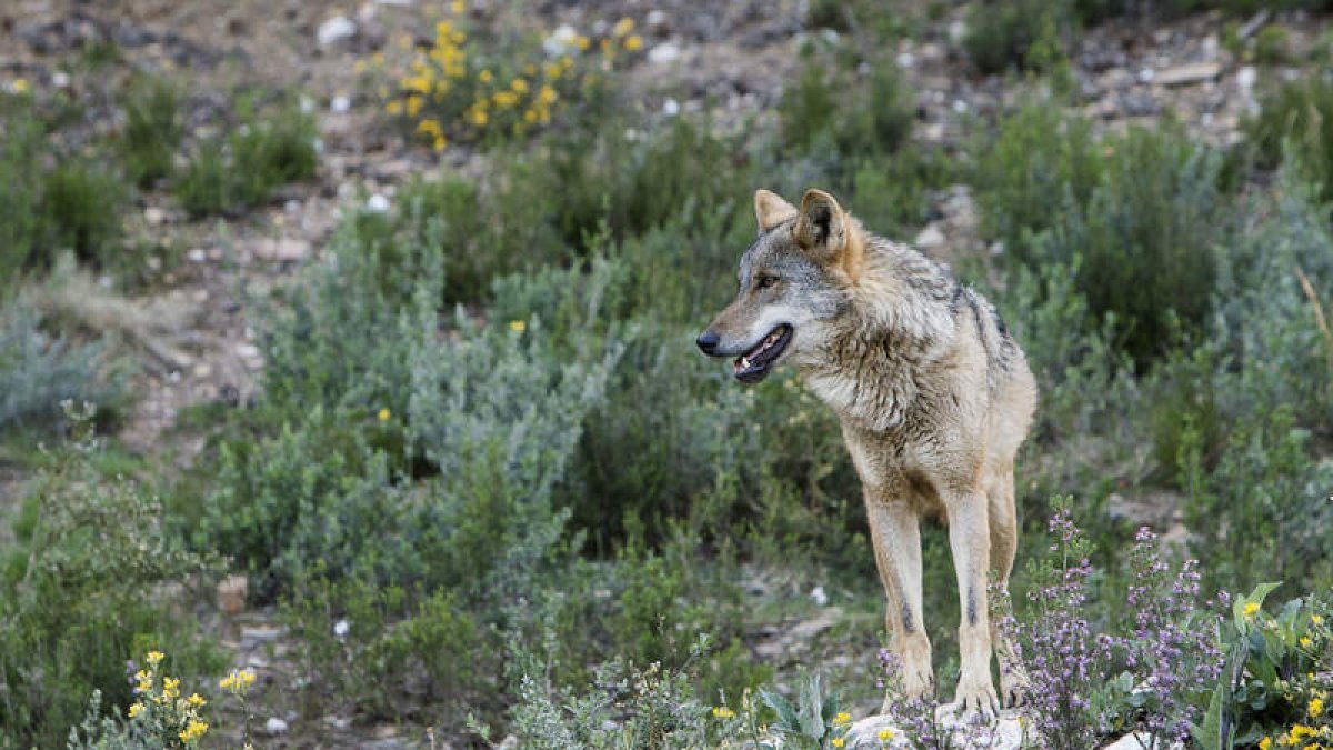 Ejemplar de lobo ibérico en el Centro de Interpretación de Robledo, en Zamora. MIRIAM A. MONTESINOS