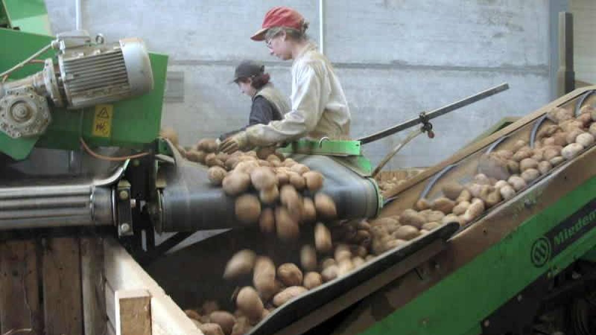Fotografía de archivo del proceso de almacenamiento de la patata.