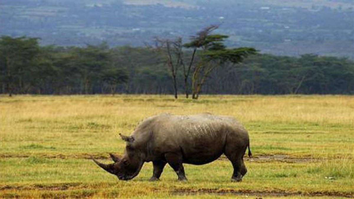 Rinoceronte en Kenia.