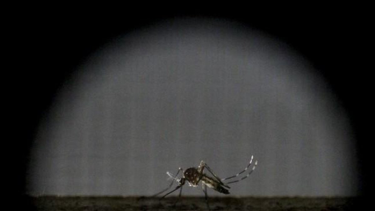 Un mosquito hembra esterilizado de la especie Aedes aegypti, la causante de la propagación del zika.