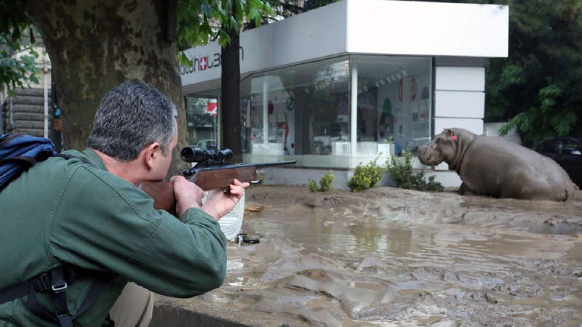 Un hombre armado dispara un dardo sedante a un hipopótamo escapado del zoológico.