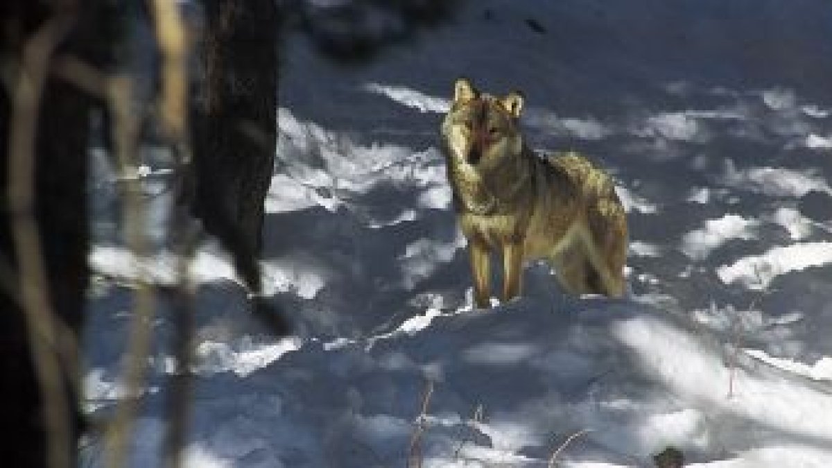 Un lobo del Pirineo.