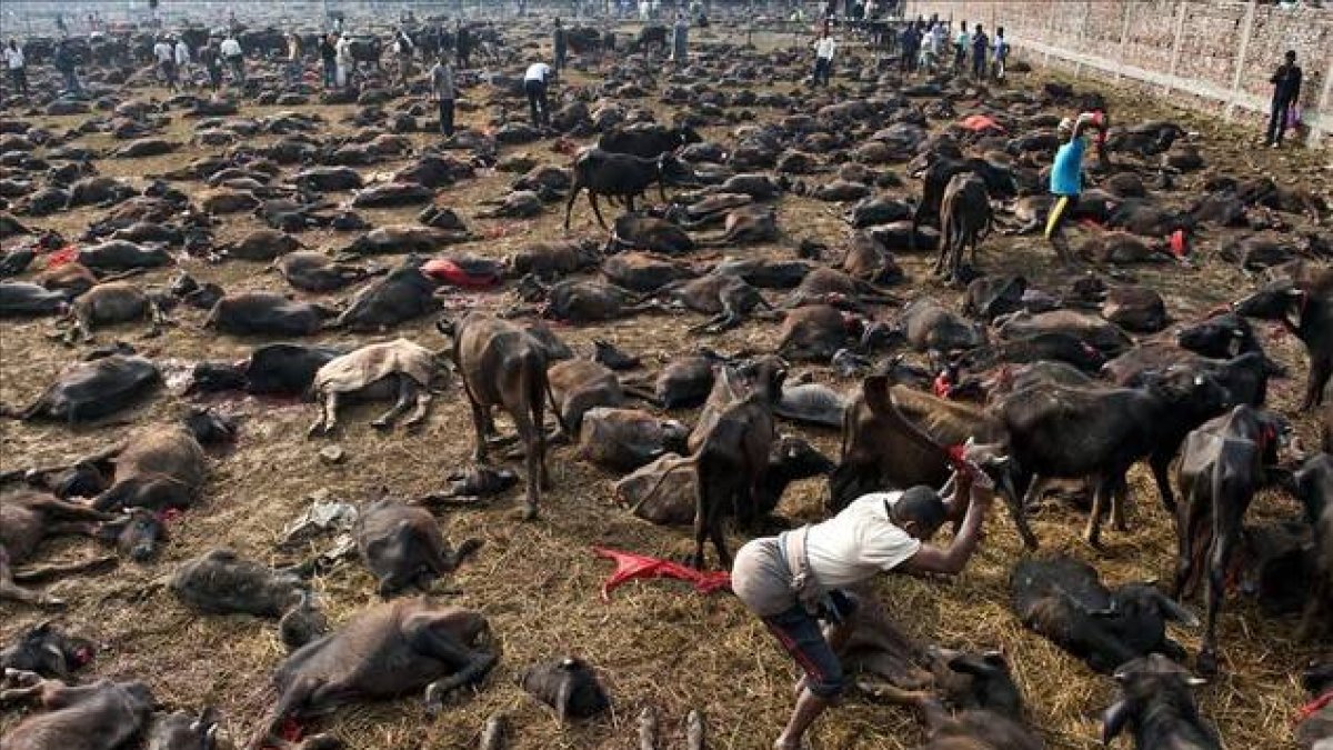 Matanza de búfalos para el festival de Gadhimai en el pueblo de Bariyapur , Nepal