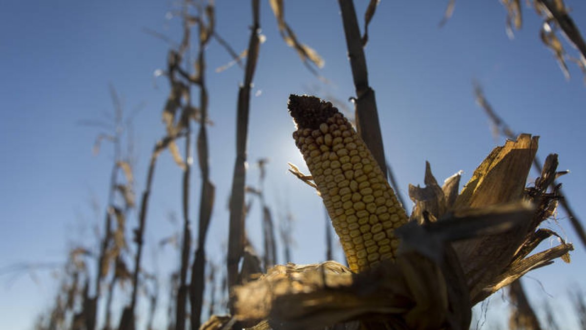 Fincas de maíz en los alrededores de Fontecha del Páramo. FERNANDO OTERO