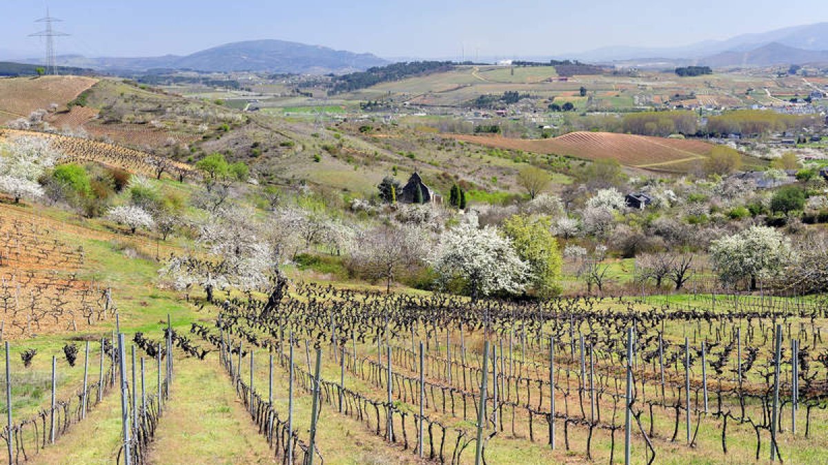 Una de las viñas de Jorge Vega en primer plano de una impresionante imagen de primavera de gran parte del Bierzo vitícola.