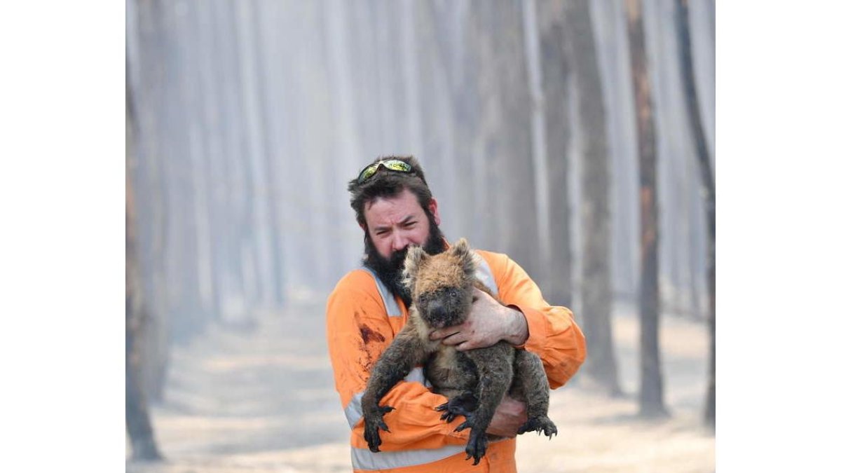 El rescatista Simon Adamczyk sostiene a un koala tras salvarle del fuego.