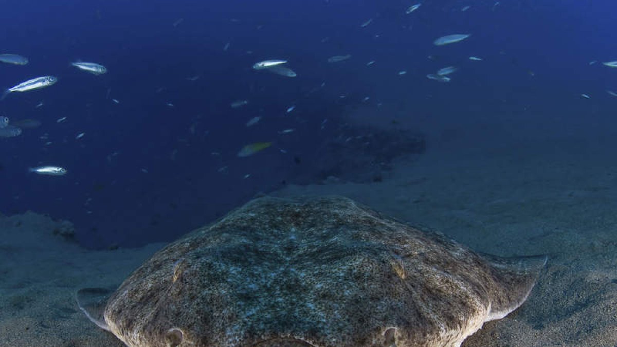 El tiburón Squiatina squiatina descansa en el fondo del mar. CYT