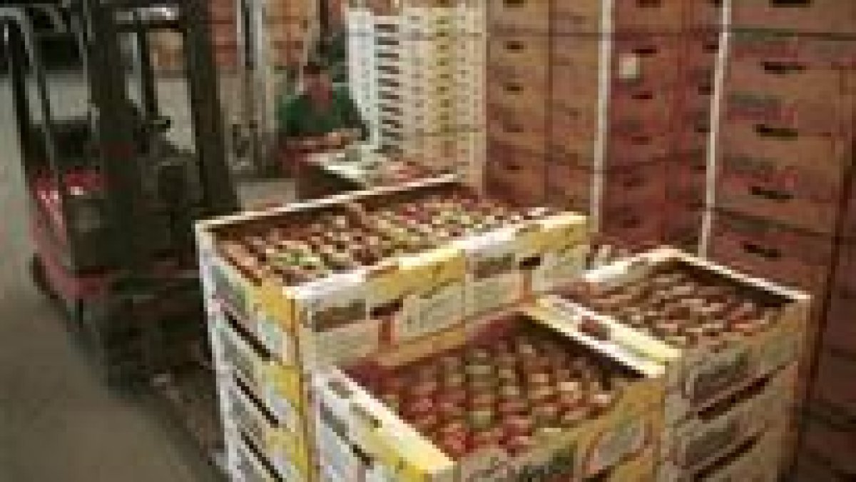 Cofrubi comercializará su producción de peras y manzanas con sello de calidad desde este año
