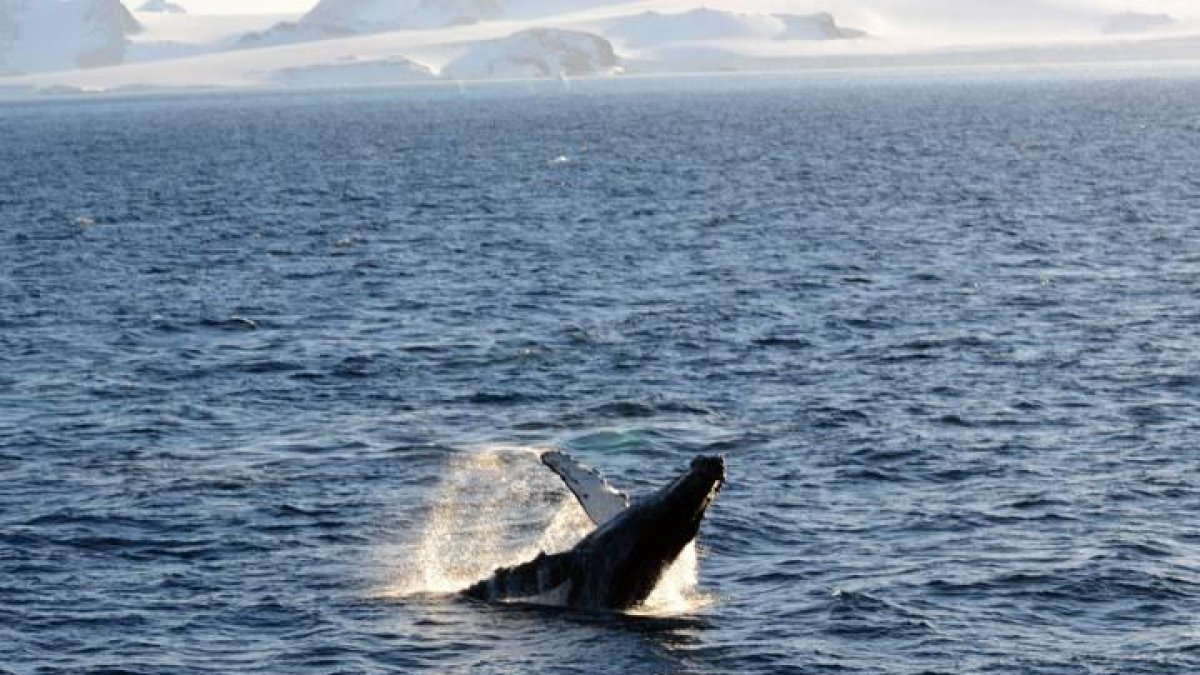 Imagen de una ballena en la Antártida