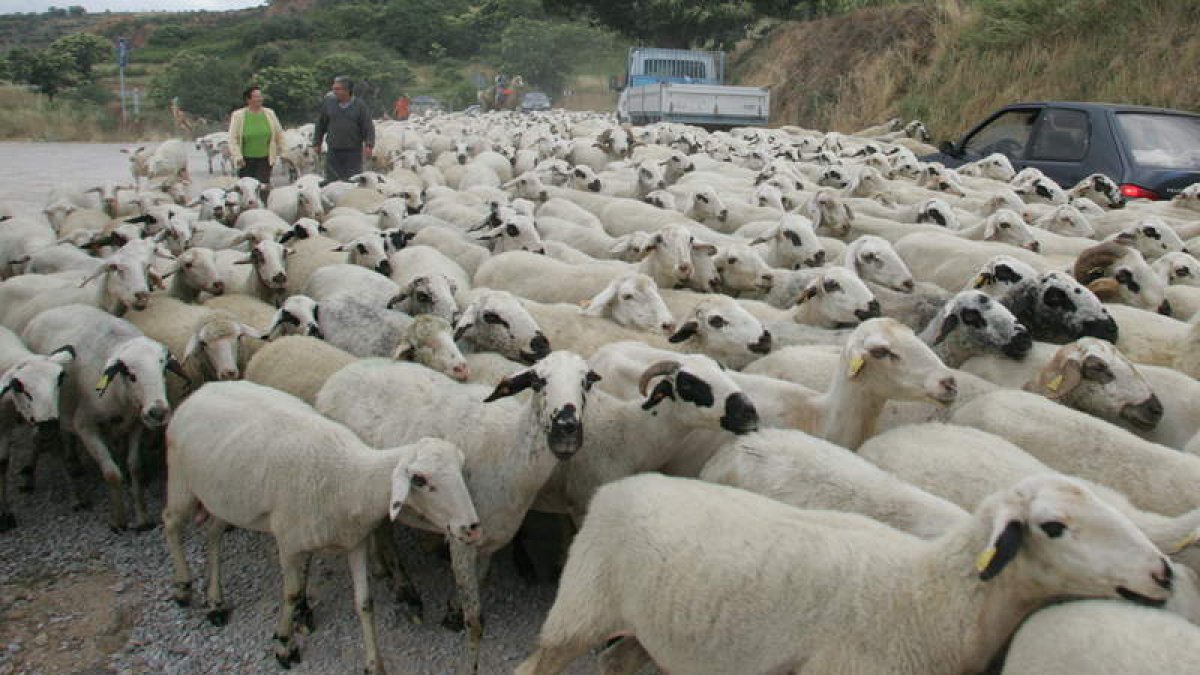 La mitad del rebaño de ovejas desapareció y se cree que fue robado.