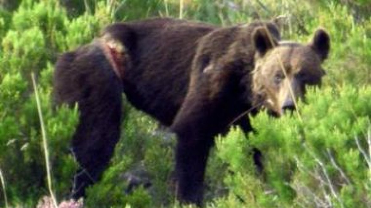Un oso herido por un lazo localizado por la FOP en los montes entre León y Asturias.