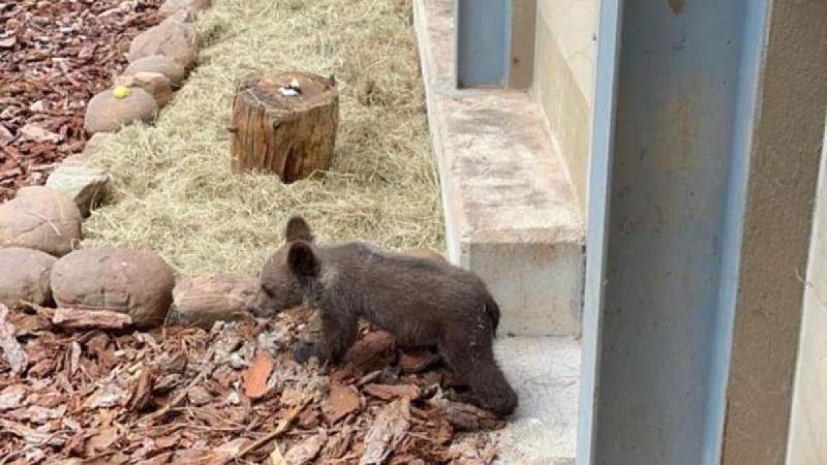 El consejero de Medio Ambiente de Cantábria alabó la labor del centro donde se recupera el osezno. DL