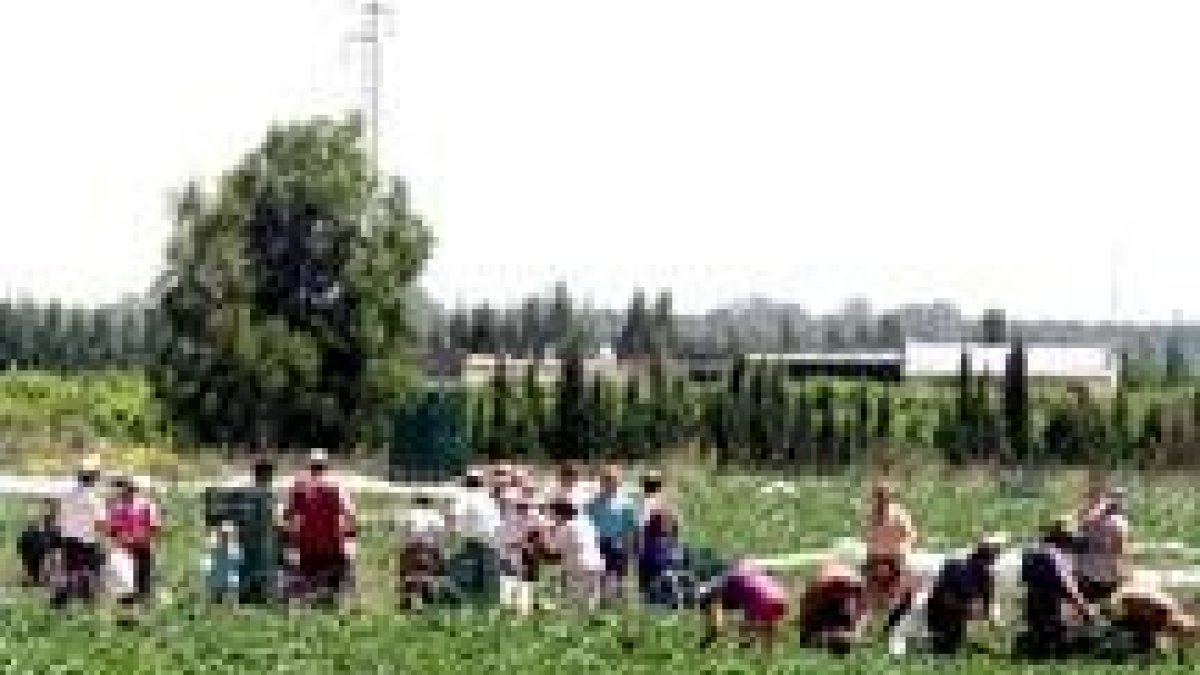 Trabajadores de los campos de fresa de la empresa Doñana 2000 realizan las labores de recogida
