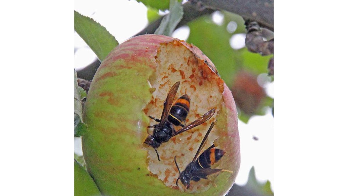 Fruta afectada por este tipo de insecto. ANA F. BARREDO