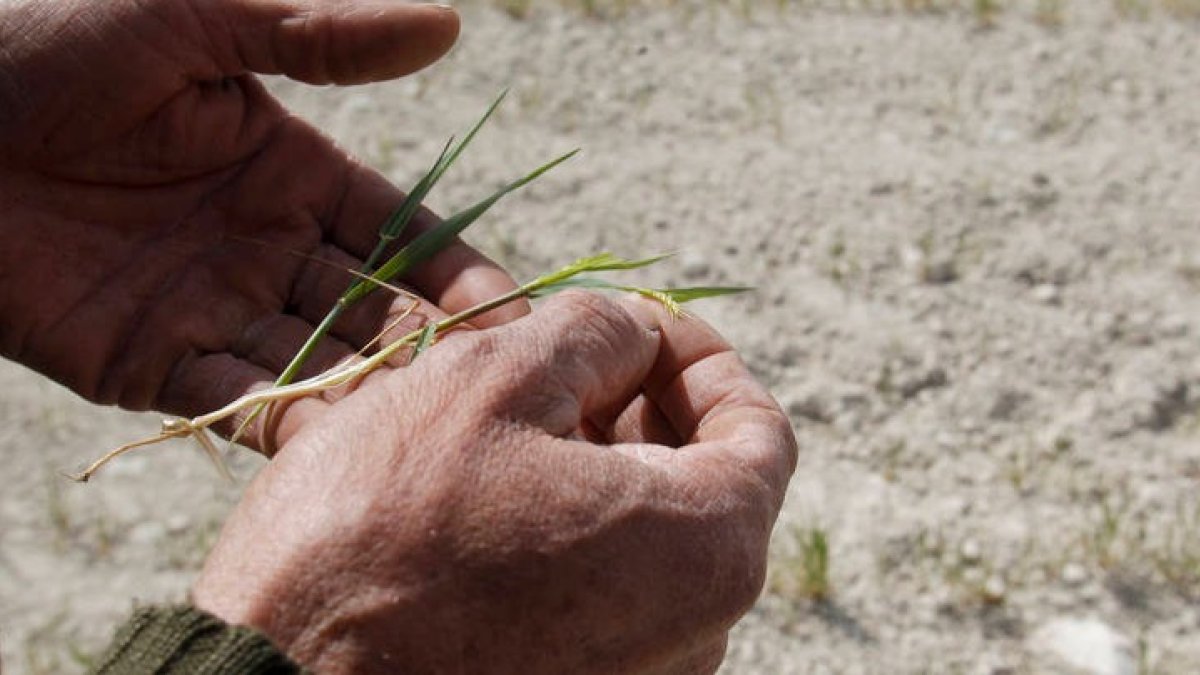 Un agricultor muestra los efectos de la sequía sobre su cultivo. MORELL