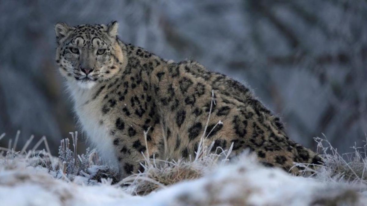 Un leopardo de las nieves en una reserva en cautividad en el Reino Unido.