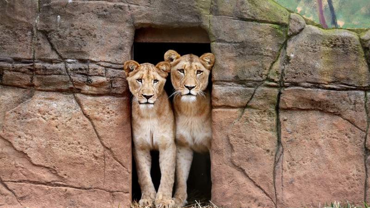 Dos leones se asoman desde su cueva en el zoológico de una finca particular en Australia. NATHAN EDWARDS