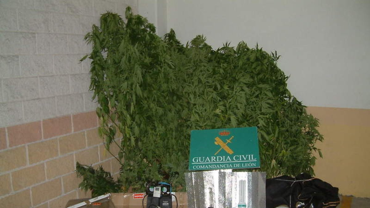 Las plantas de marihuana y el material incautado a los dos detenidos en Cueto.