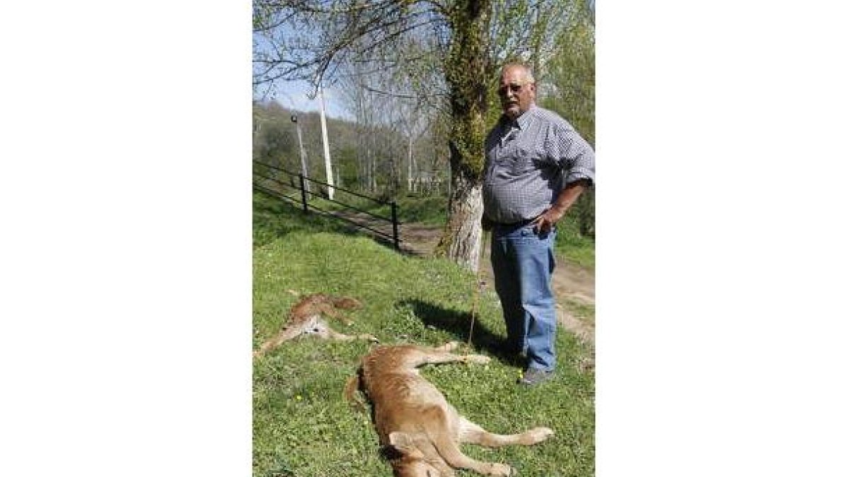 El ganadero enseña los terneros atacados por los lobos.