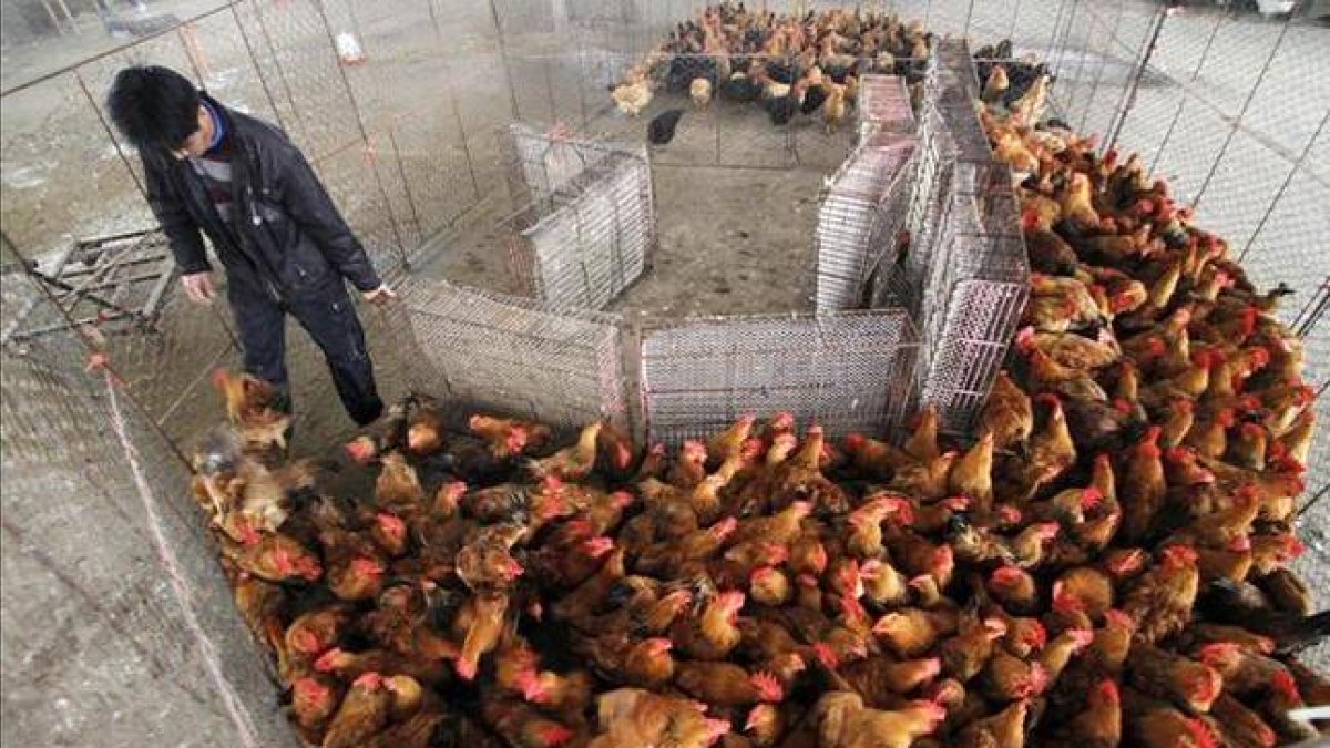 Pollos en un mercado en Nanjing, China.