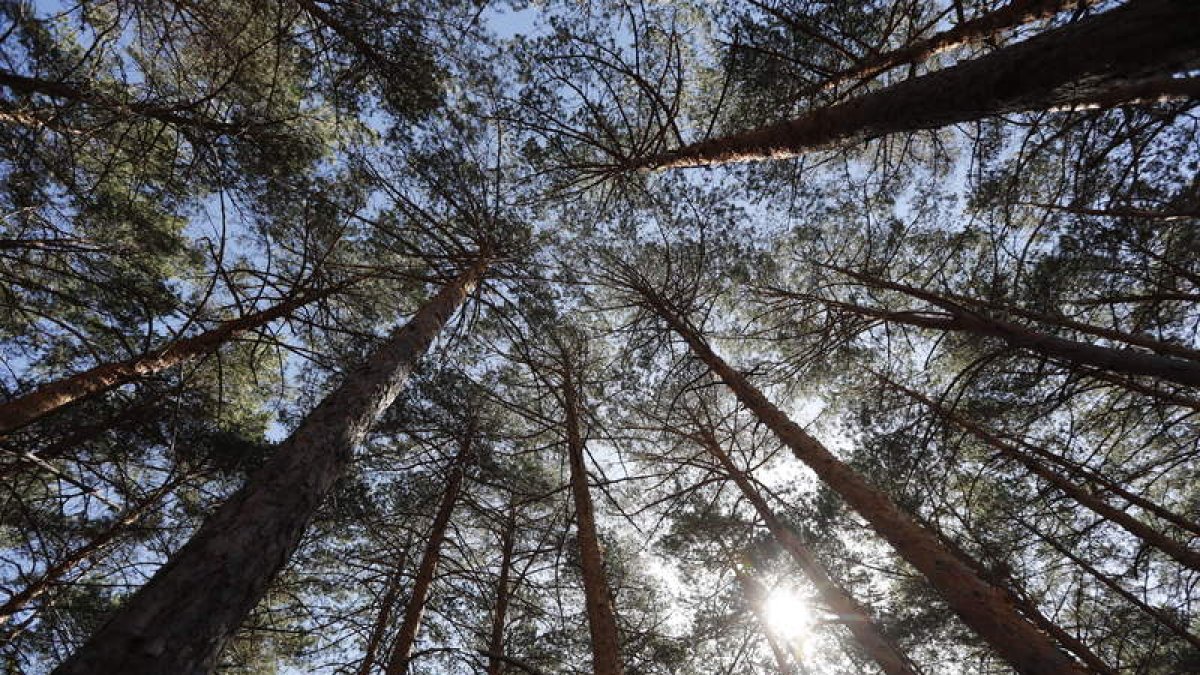 Imagen de un bosque de Riocamba, en León. JESÚS F. SALVADORES