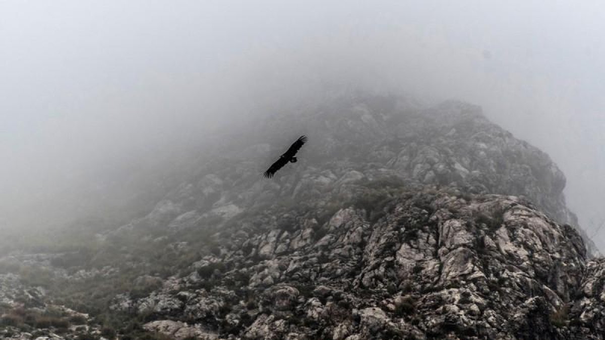 Un buitre sobrevuela la montaña Cantábrica.