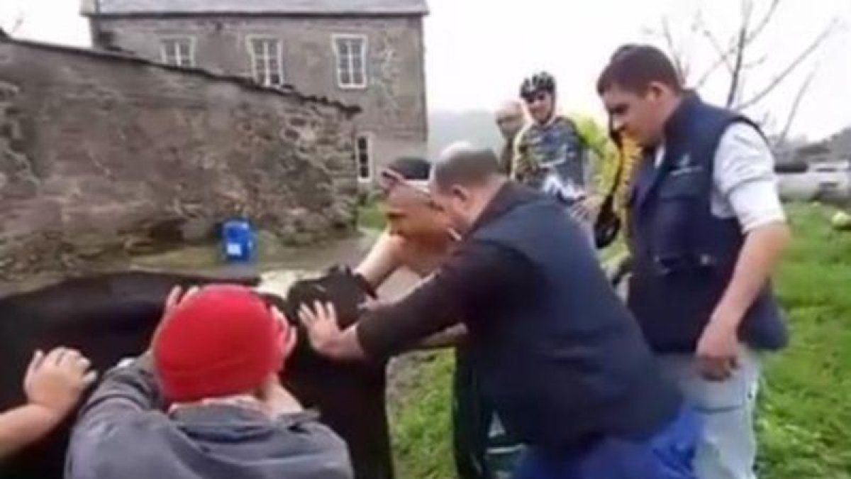 El grupo de ciclistas paró y pudo ayudar a que la vaca diera a luz.