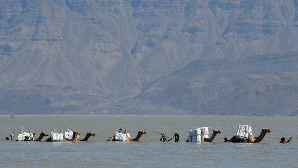 Una caravana de camellos cruzan el lago Gemeri, en la provincia de Afar (Etiopía). STR