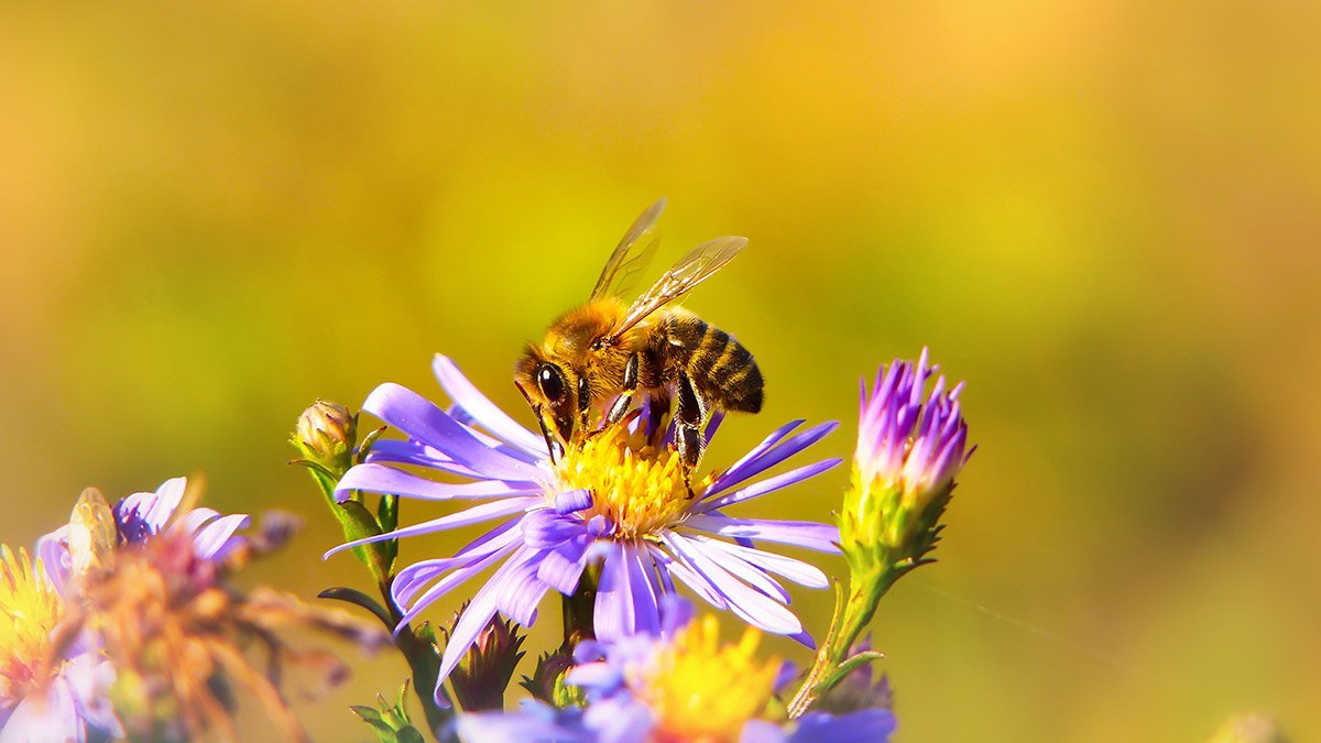 ¡No les hagas daño! 5 trucos para alejar abejas y avispas fácilmente