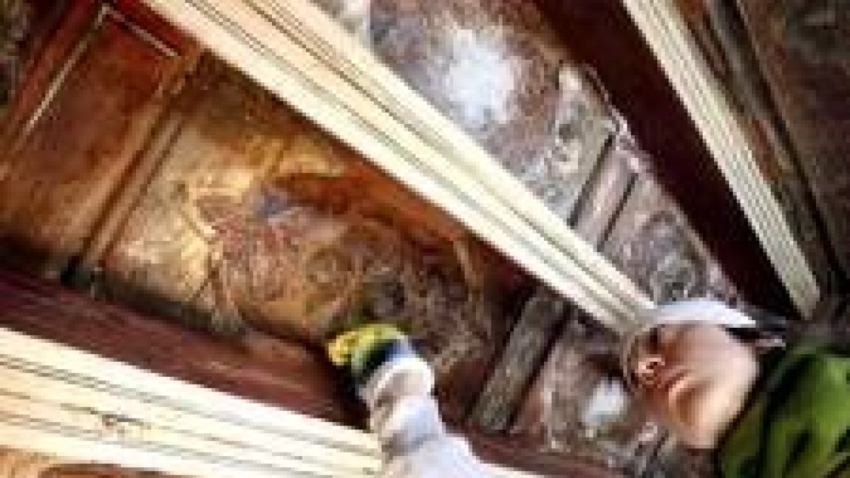 Una restauradora trabaja en el embellecimiento del artesonado mudéjar del claustro