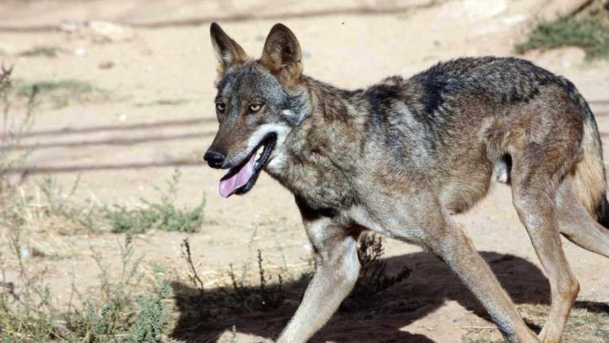 El estudio se ha hecho con muestras de lobos de hace 200 años. EDUARDO MARGARETO