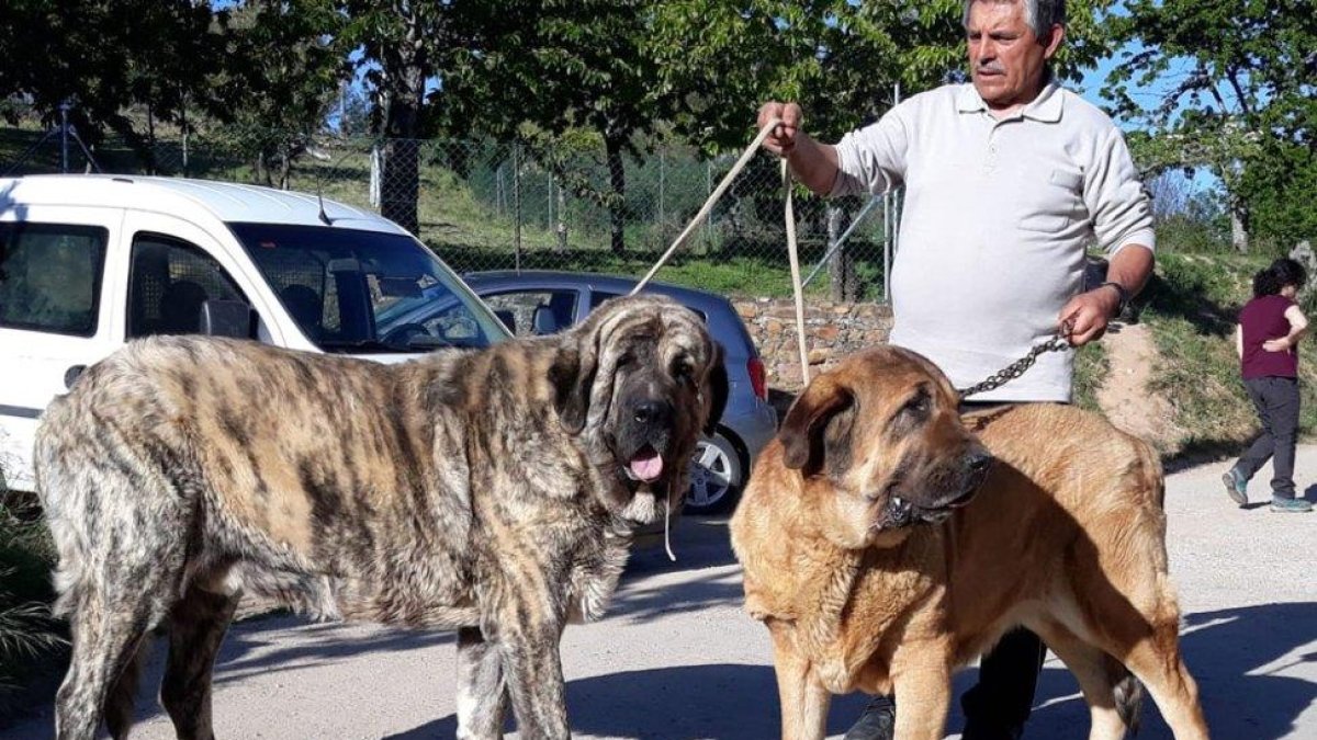 La espectacularidad de los mastines siempre atrae