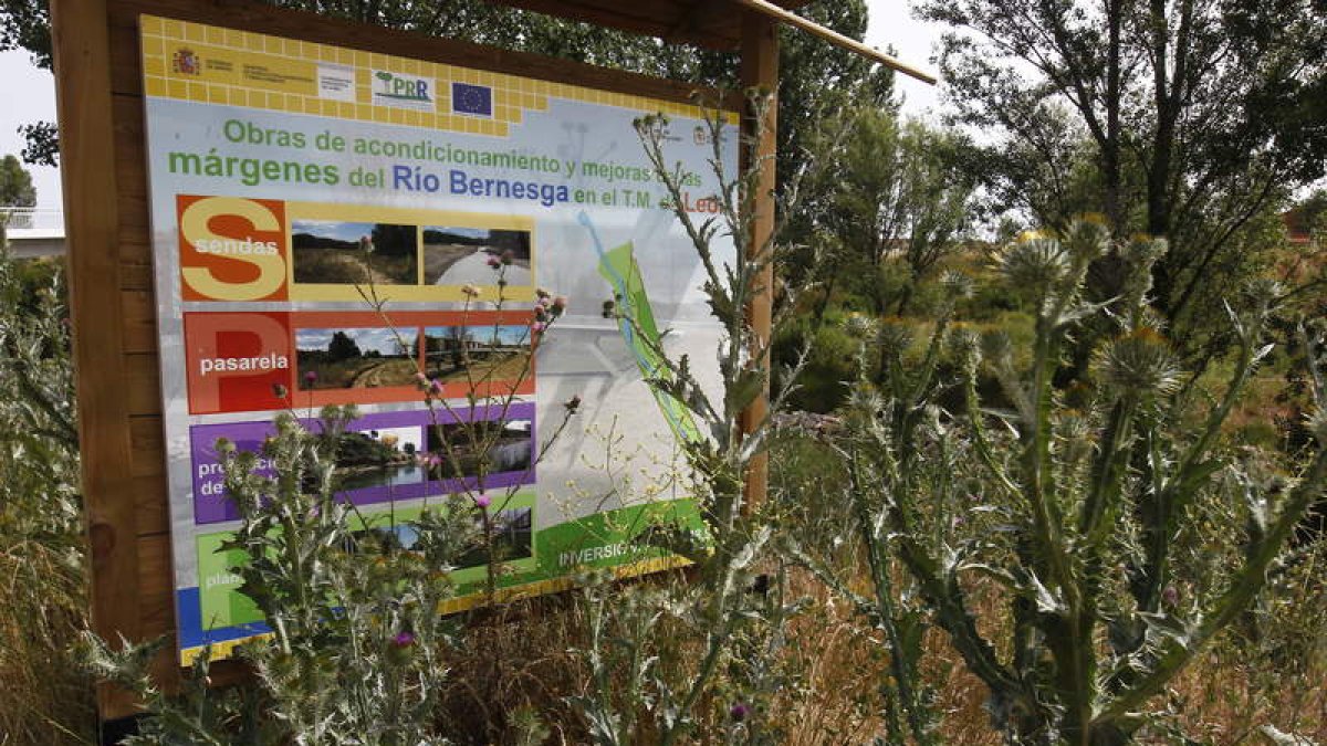 La maleza que hay en la ribera del Bernesga es un riesgo para los incendios.