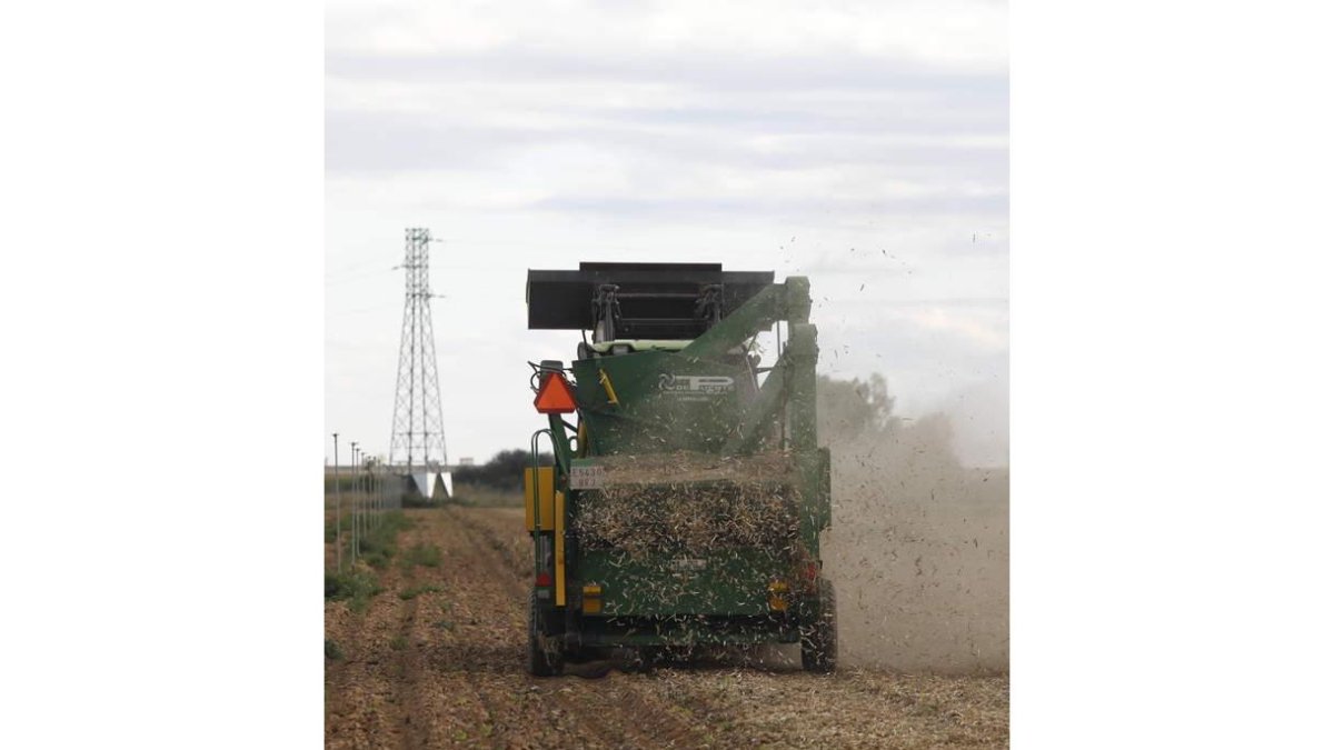 Un agricultor trillando alubias en la comarca del Páramo hace unos días. MARCIANO PÉREZ