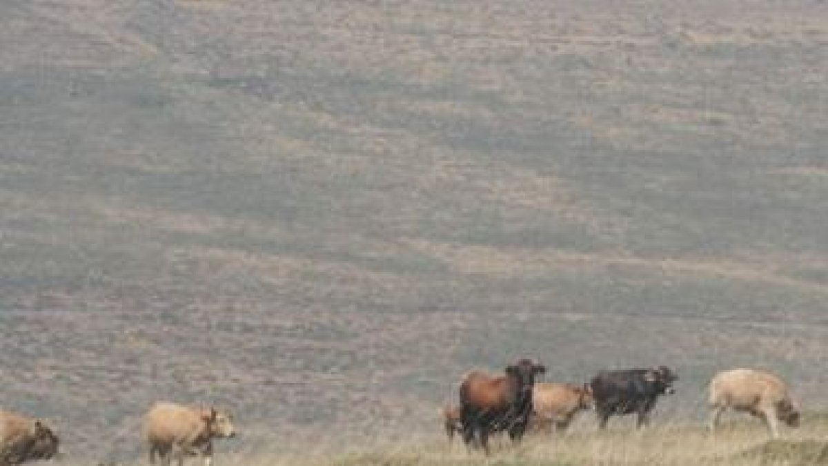 La foto muestra a las vacas sacadas del valle y pastando ayer a más de 1.400 metros del altitud.