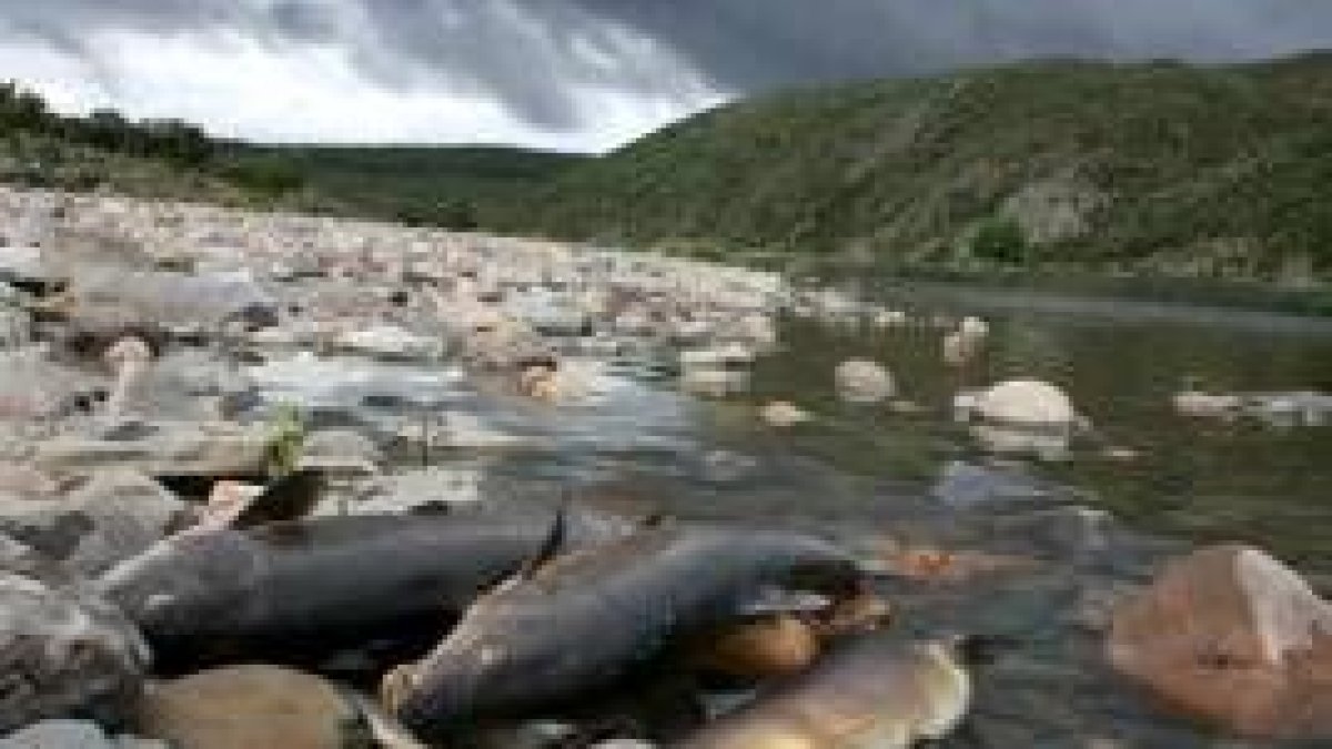 Un buen número de peces muertos yacen en la ribera contaminada