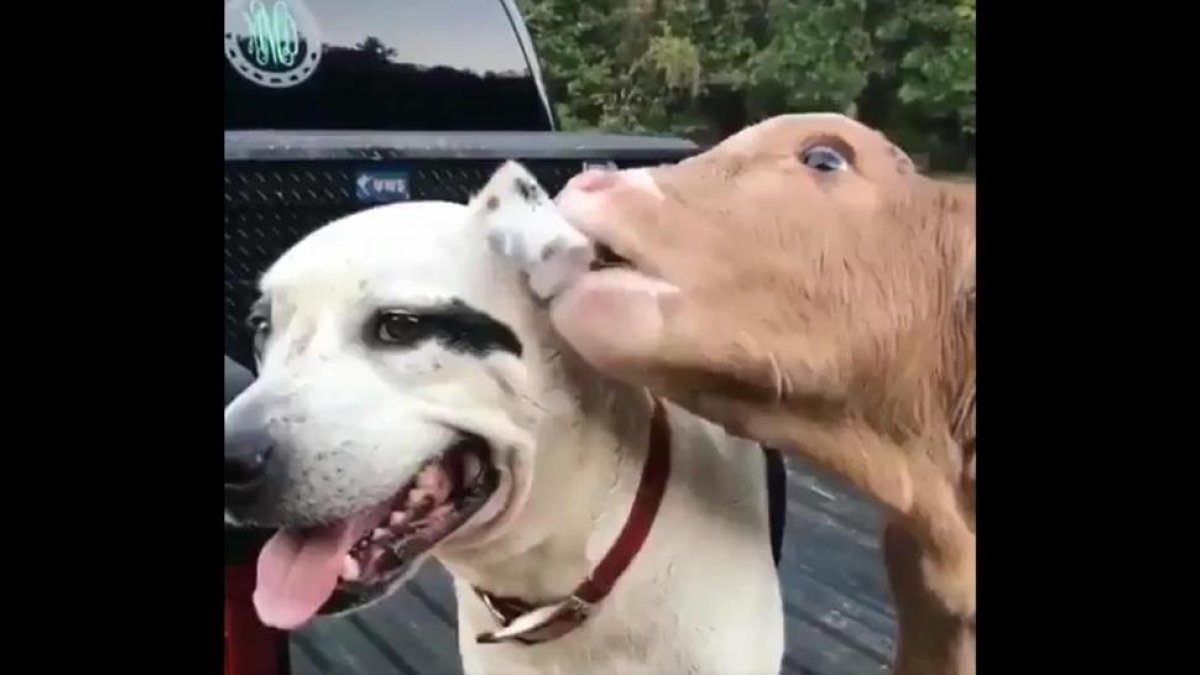 Momento del vídeo donde la vaca empieza a dar mordisquitos al perro.