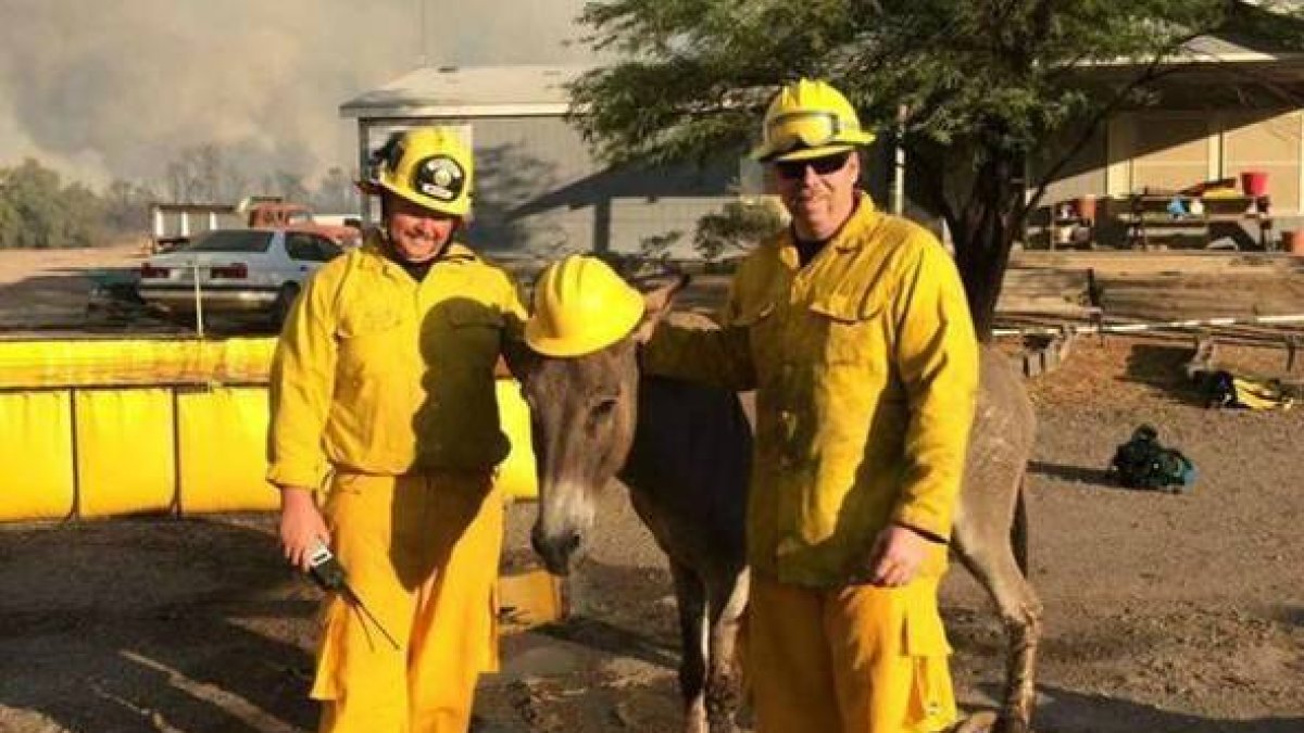 El asno encontrado en medio de un incendio en Arizona y sus dos rescatadores.
