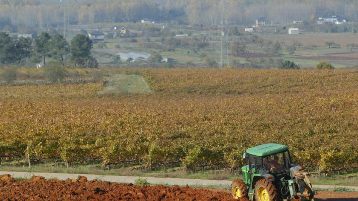 Campaña de arranque de viñedo en El Bierzo. ANA F. BARREDO