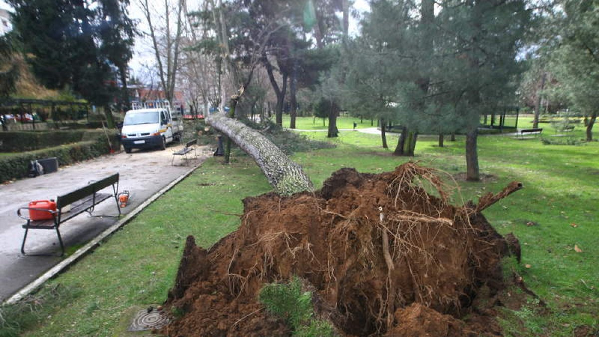 Imagen de archivo de un pino desplomado en el parque del Temple tras días de lluvia. l. de la mata