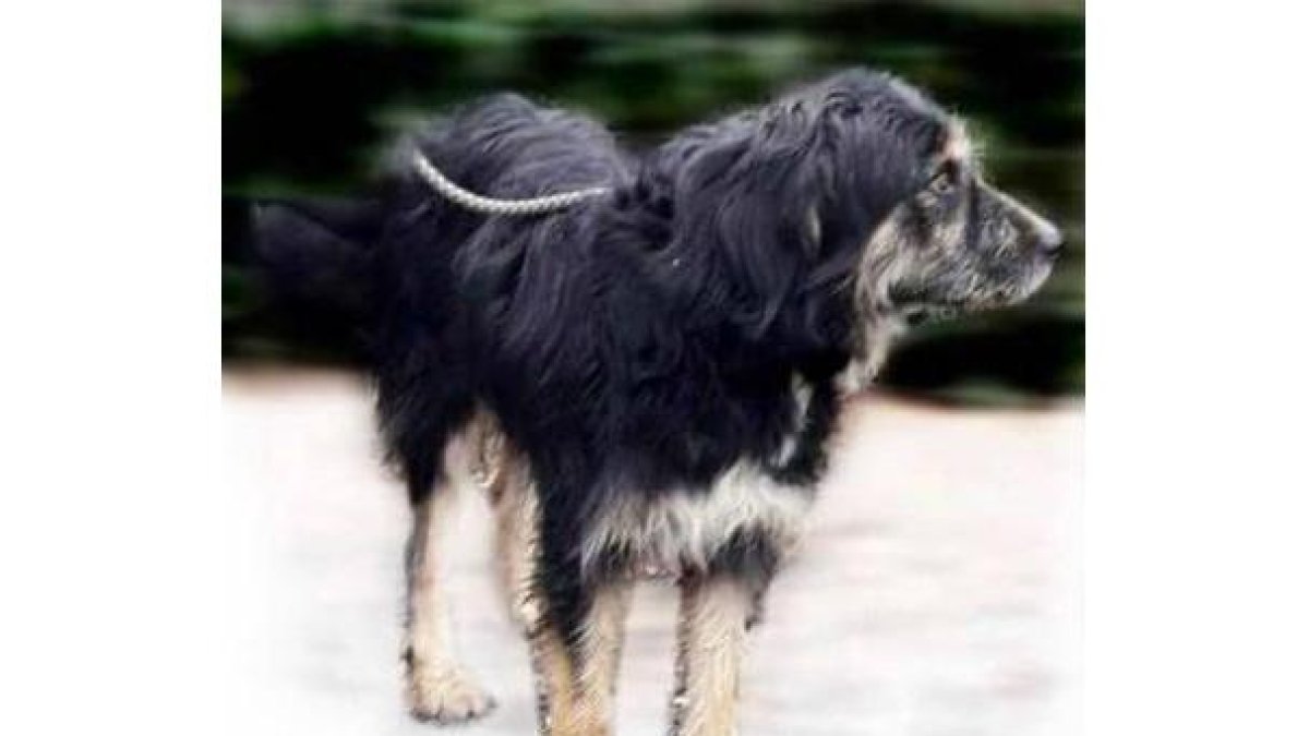 Turco, uno de los perros que las asociaciones en defensa de los animales tratan de salvar. DL
