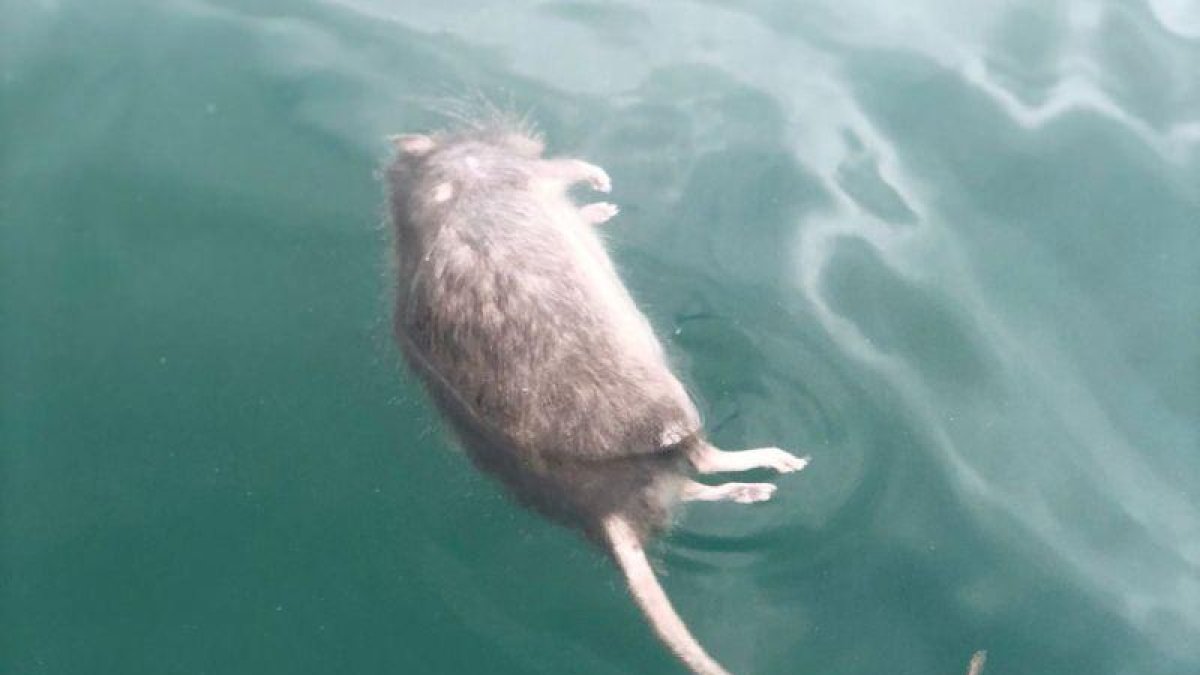 Una rata muerta flotando en la playa de la Barceloneta.