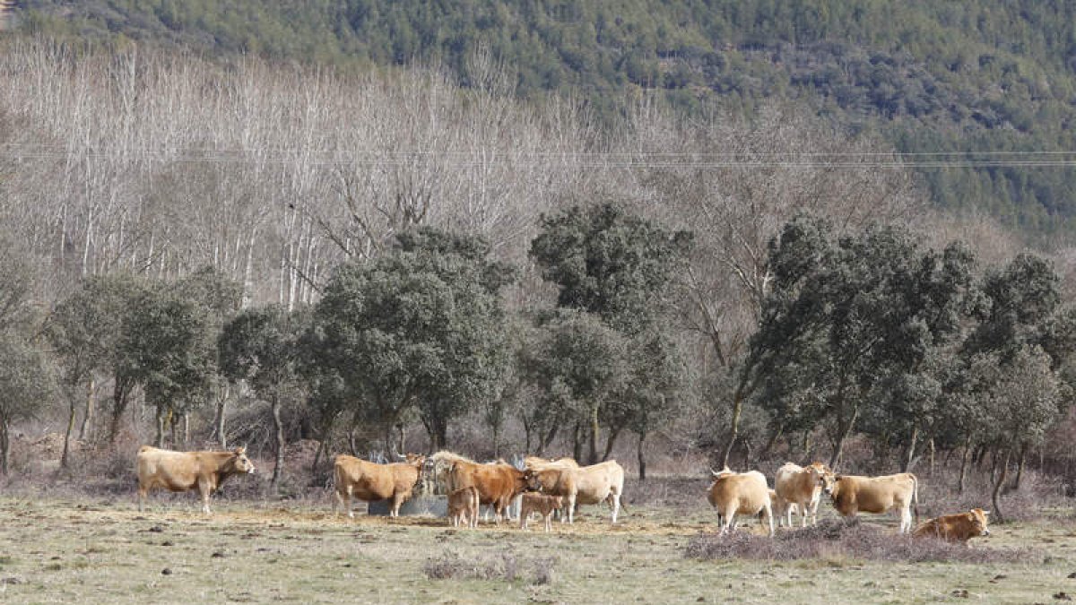 Vacas pastando en un prado de Babia. MARCIANO PÉREZ