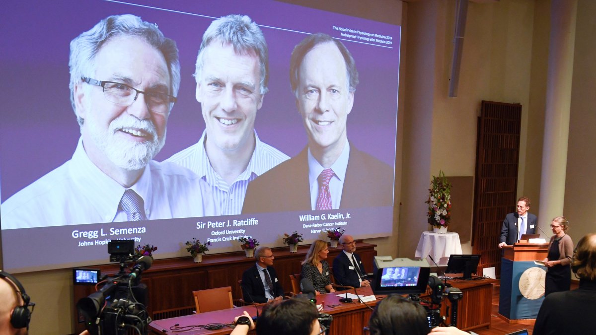 Los estadounidenses Kaelin y Semenza y el británico Ratcliffe ganan el Nobel de Medicina