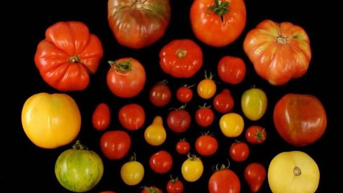 Variedades de tomate analizadas en busca de los genes que favorecen la emisión de compuestos volátiles agradables.