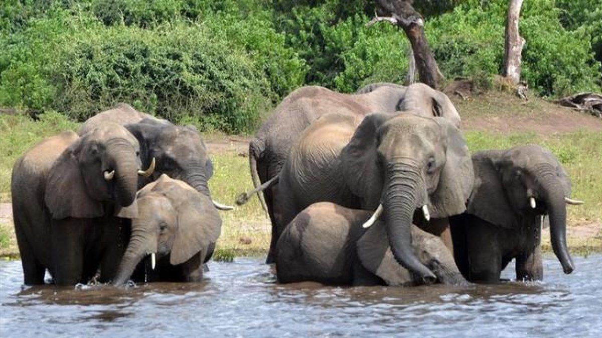 Elefantes en Botsuana.