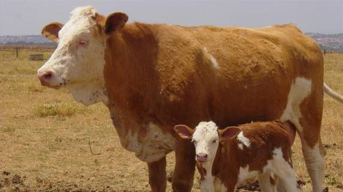 La vaca Vitória, ejemplar clonado a partir de una vaca adulta, junto a una de sus crías cría. Vitória nació en una explotación cientítica de Brasil.
